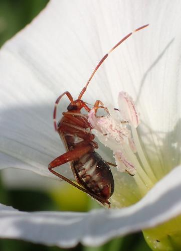 Réf. 315 337 : Adelphocoris vandalicus